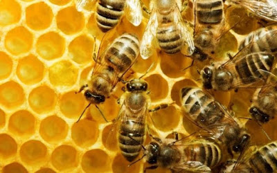 العلاج بعسل النحل عند الفراعنة 