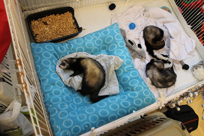 frettinäyttely+wcwfs+ferret+show