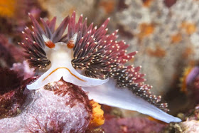 NUDIBRANCHS