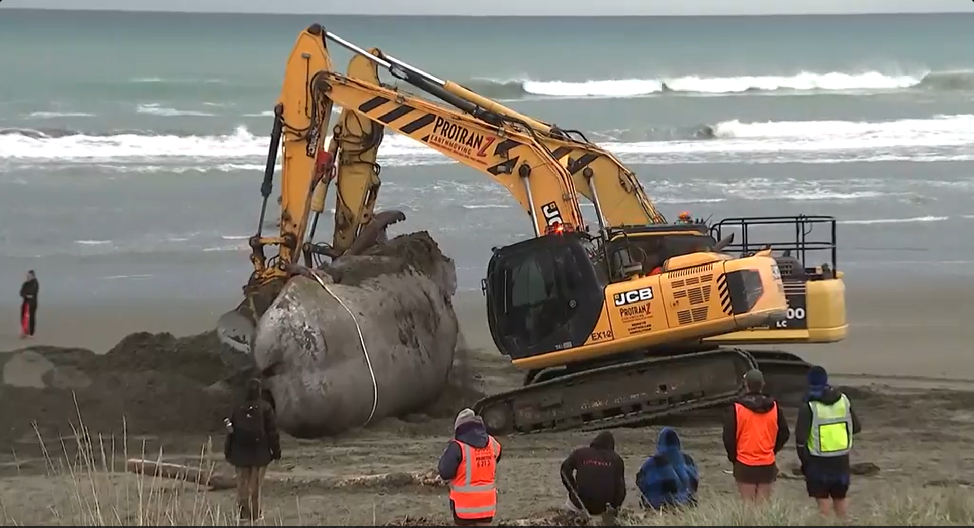Chôn cất cá nhà táng mắc cạn ở bãi biển Christchurch