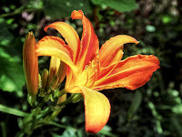 ЛИЛЕЙНИК Hemerocallis garden сад tree дерево plant цветок flower растение grow выращивание vegetable огород многолетние fruit seeds grass семена berry growing landscaping трава planting gardening perennial посадка cultivation shrub фрукт ягода куст озеленение многолетник овощеводство cадоводство