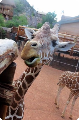 Feeding the Giraffes at Cheyenne Mountain Zoo