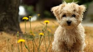 latest best HD Dog Desktop Wallpapers image pictures for free download 1