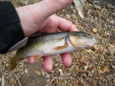 creek chub