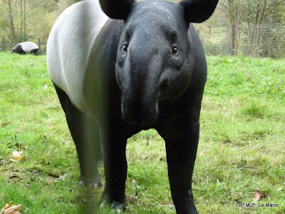 Asian Tapir, Le Mans, France