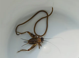 Paragordius tricuspidatus