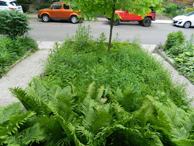 Toronto Leslieville Front Garden Weeding and Makeover Before by Paul Jung Gardening Services--a Toronto Organic Gardener