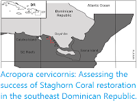 https://sciencythoughts.blogspot.com/2020/05/acropora-cervicornis-assessing-success.html