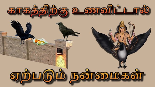  எந்த திசையில் காகம் கரைந்தால் என்ன பயன்?