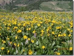 19 Jarbidge Mtn Flowers