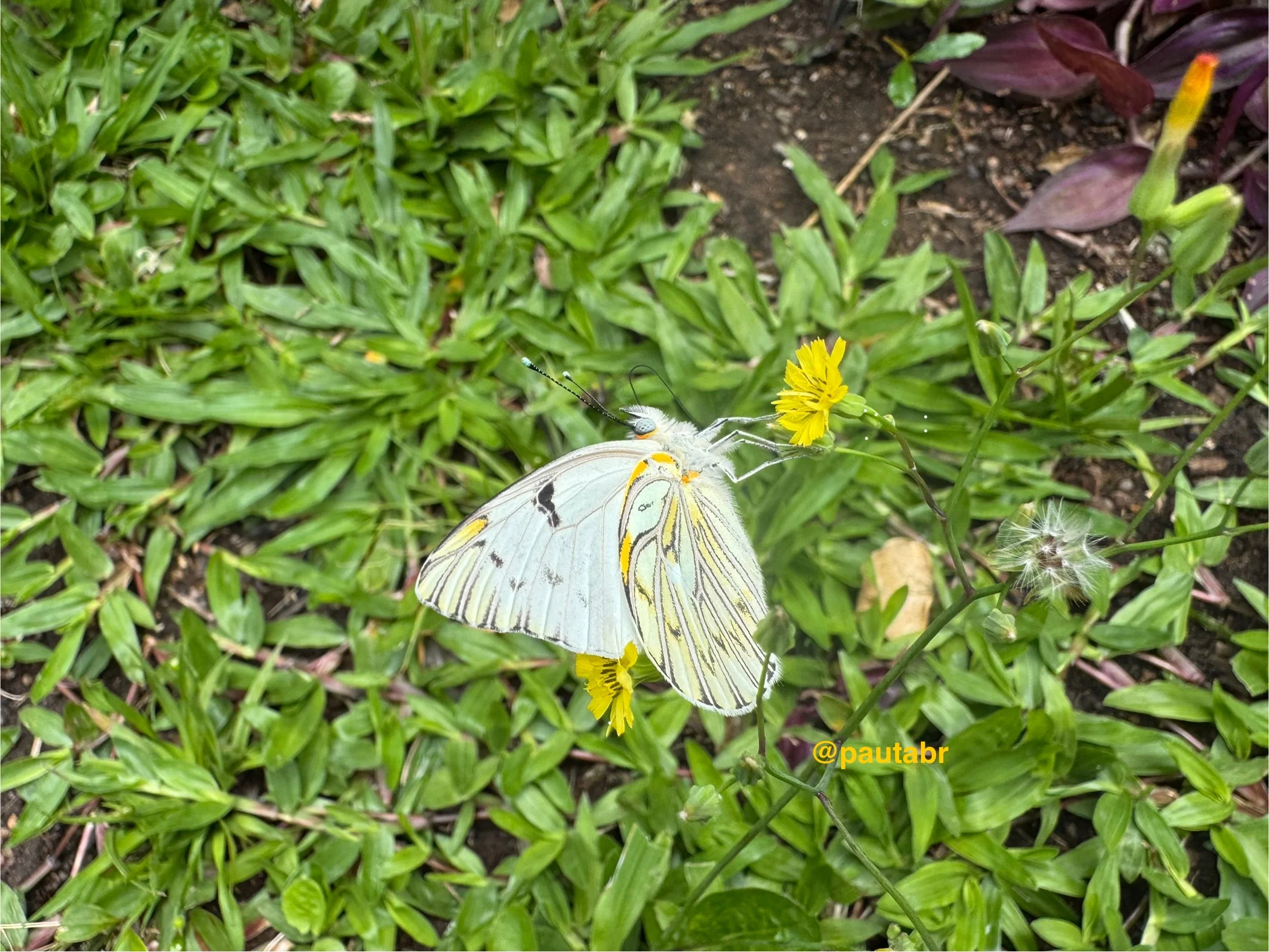 Borboleta Phulia autodice