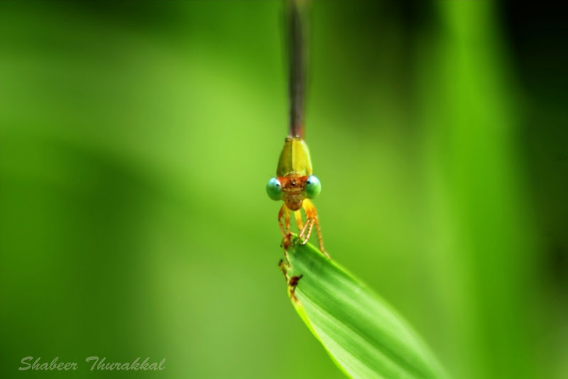 damselfly