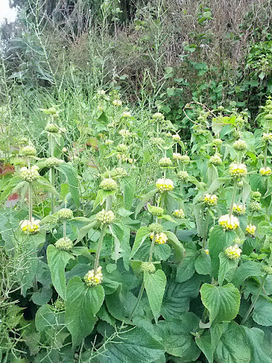 Photo. Brambles in the last 25% of the rear of the photo. Many pale-green flowering plants with clumps of yellowish flowers.