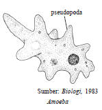 Protista Mirip Hewan  Protozoa