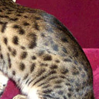Pola Warna Kucing Bengal