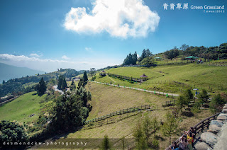 Green Grassland (青青草原)