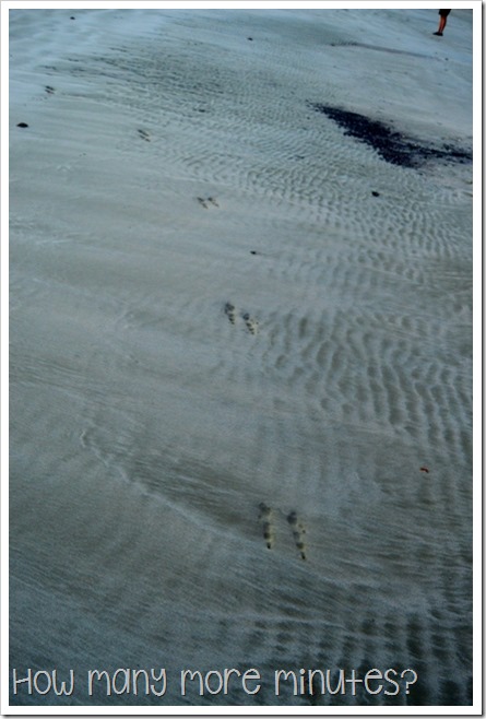 Sunrise With the Wallabies, Cape Hillsborough NP | How Many More Minutes?