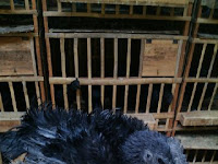 Jual Ayam Cemani Walik