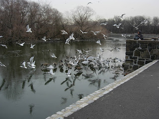 Frozen lake, New Jersey