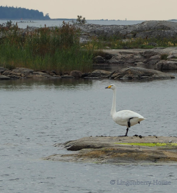 lingonberryhouse, whooper swan, laulujoutsen, kansallislintu