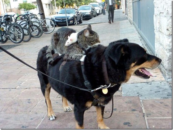 Funny Pix part 5 (15)