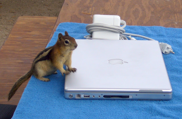 Chipmunk Checking Email by Stewf from flickr (CC-NC-SA)