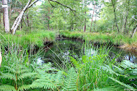 Mare à Dagneau, Forêt de Fontainebleau