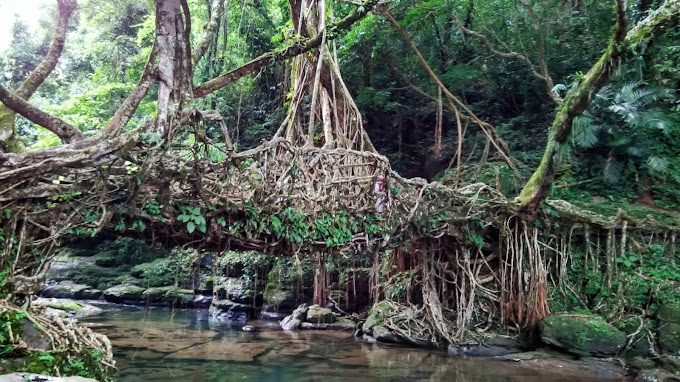 Living Root Bridge