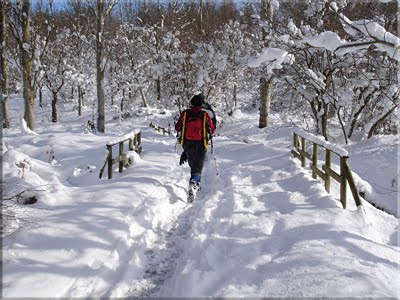 Paseando por el Bosque de Armentia