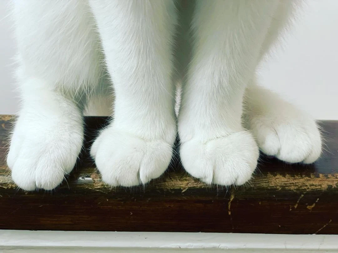 cute cat paws