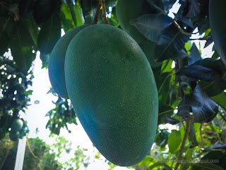 Closeup Of Fresh Mango Fruits Hanging On The Tree