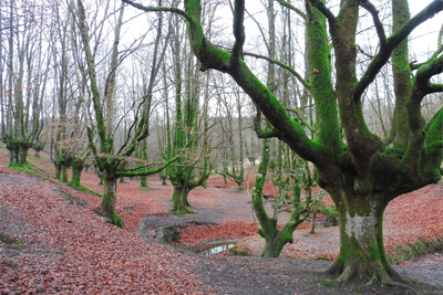 Bosque de hayas trasmochas de Otzarreta