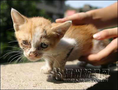 This 3 month-old kitten has suffered multiple injuries on his head, 
