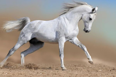 Beautiful Wallpapers  White Horse Wallpapers