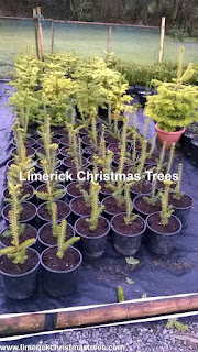 Pot Grown Fraser Fir