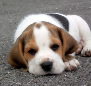 beagle pets dog information puppy breeds