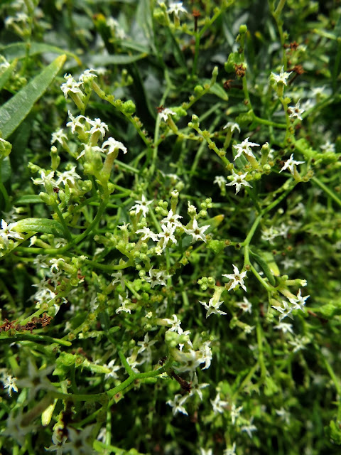 Ceballosia fruticosa