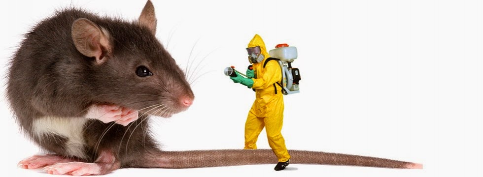 Pest Control Services in East London