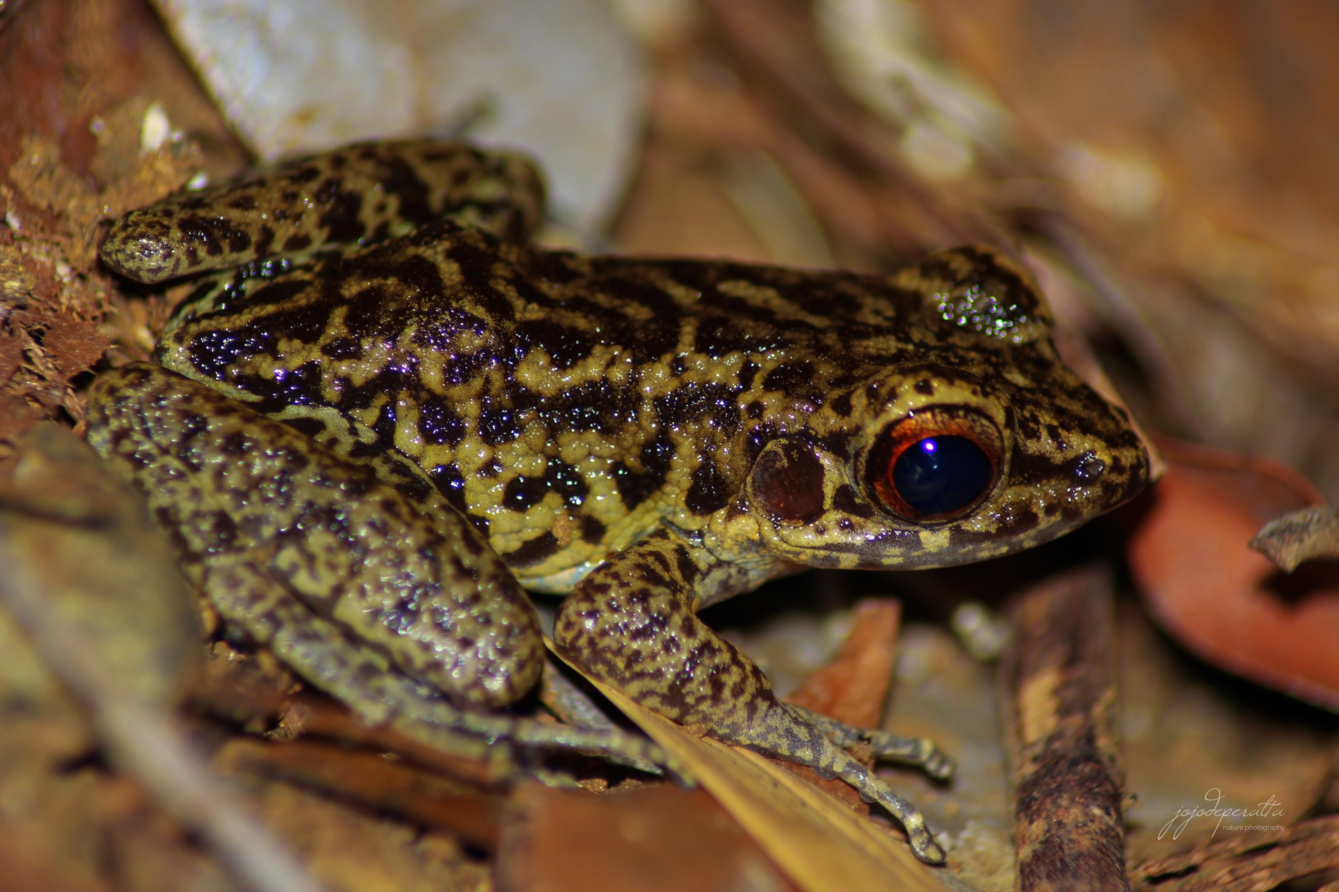 Palawan Stream Frog Pulchrana moellendorffi photo by Jojo De Peralta