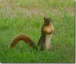 Fox Squirrel