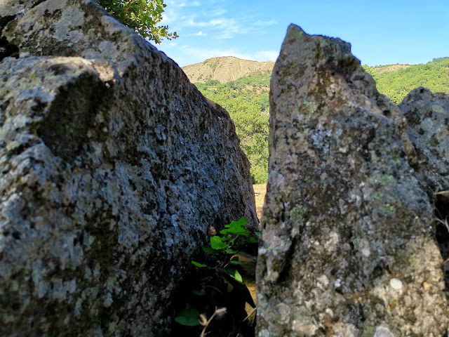 Il gelso e la metamorfosi di Tisbe e Piramo, olivi, monastero di santa Maria degli Antropici, Nocara, Canna, confine jonico tra Basilicata e Calabria