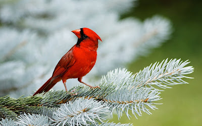 Red Bird Watching Wallpaper