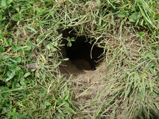 golden retriever dog finds hole in yard