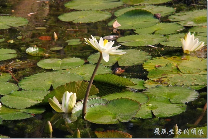台南-2014中山公園百花祭。台南公園內的蓮花正在盛開，不妨留點時間來觀賞這原本就有的花朵。