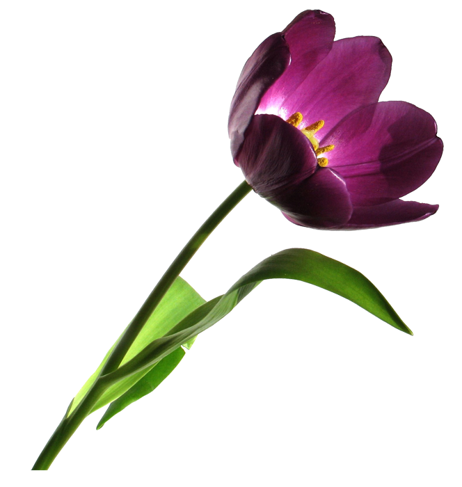 flower clip art png. png graphics