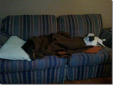 Pug and Izzy