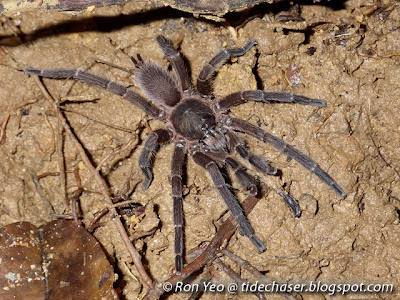 Singapore Tarantula (Phlogiellus inermis)