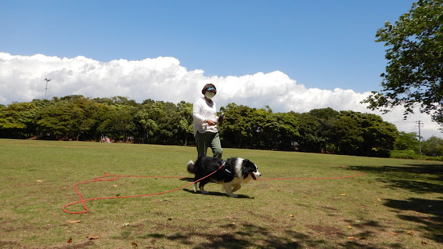 保護犬 ボーダーコリー トーマ