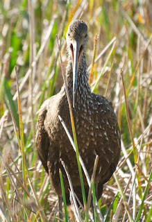 Limpkin (Aramus guarauna)