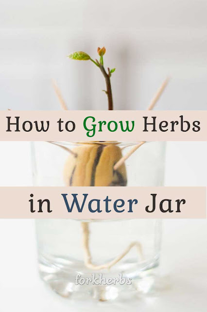 How to Grow Herbs in Water Jar